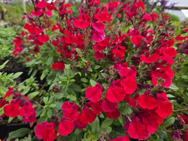 ASSORTED SALVIA 1gal