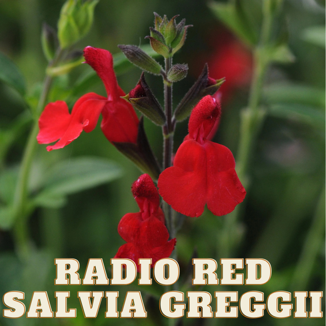 RADIO RED SALVIA 1gal