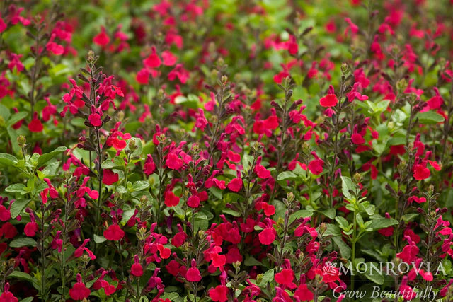 HEATWAVE SALVIA