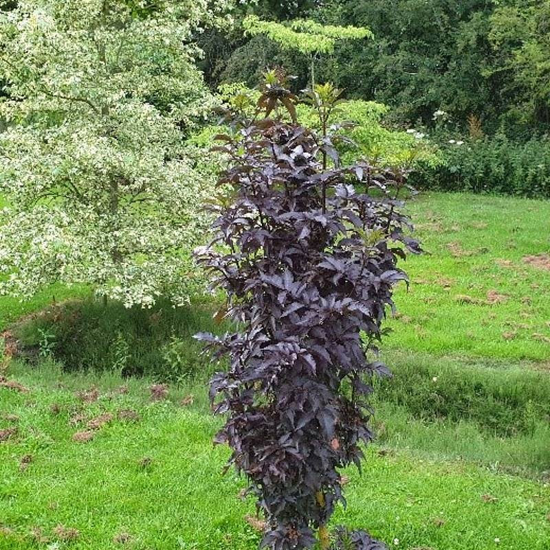 BLACK TOWER ELDERBERRY 2gal