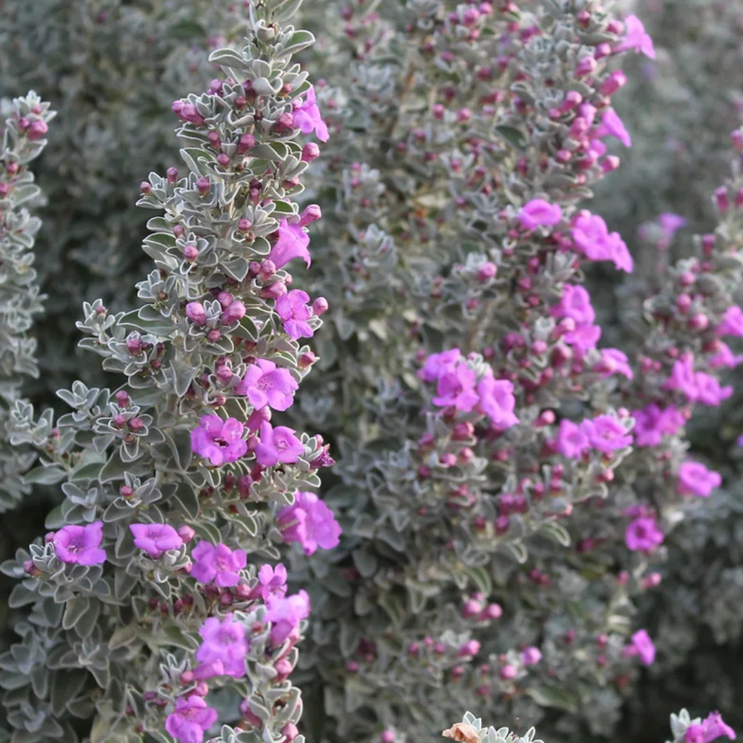 San Antonio Rose Sage 1 gal