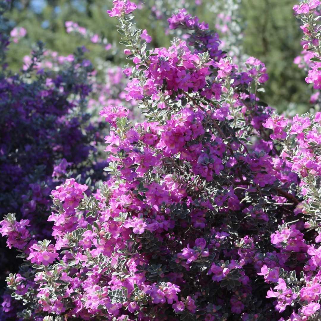 San Antonio Rose Sage 1 gal