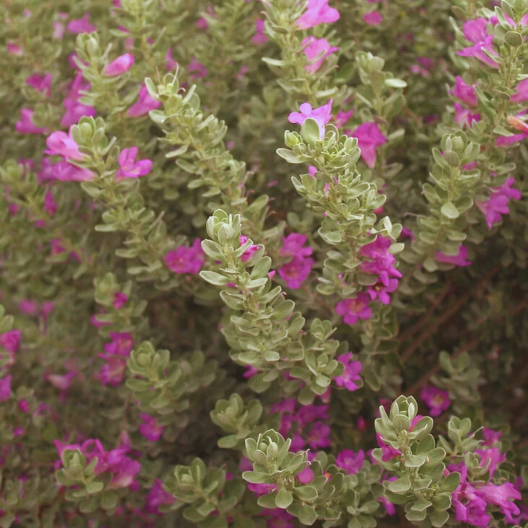 San Antonio Rose Sage 1 gal