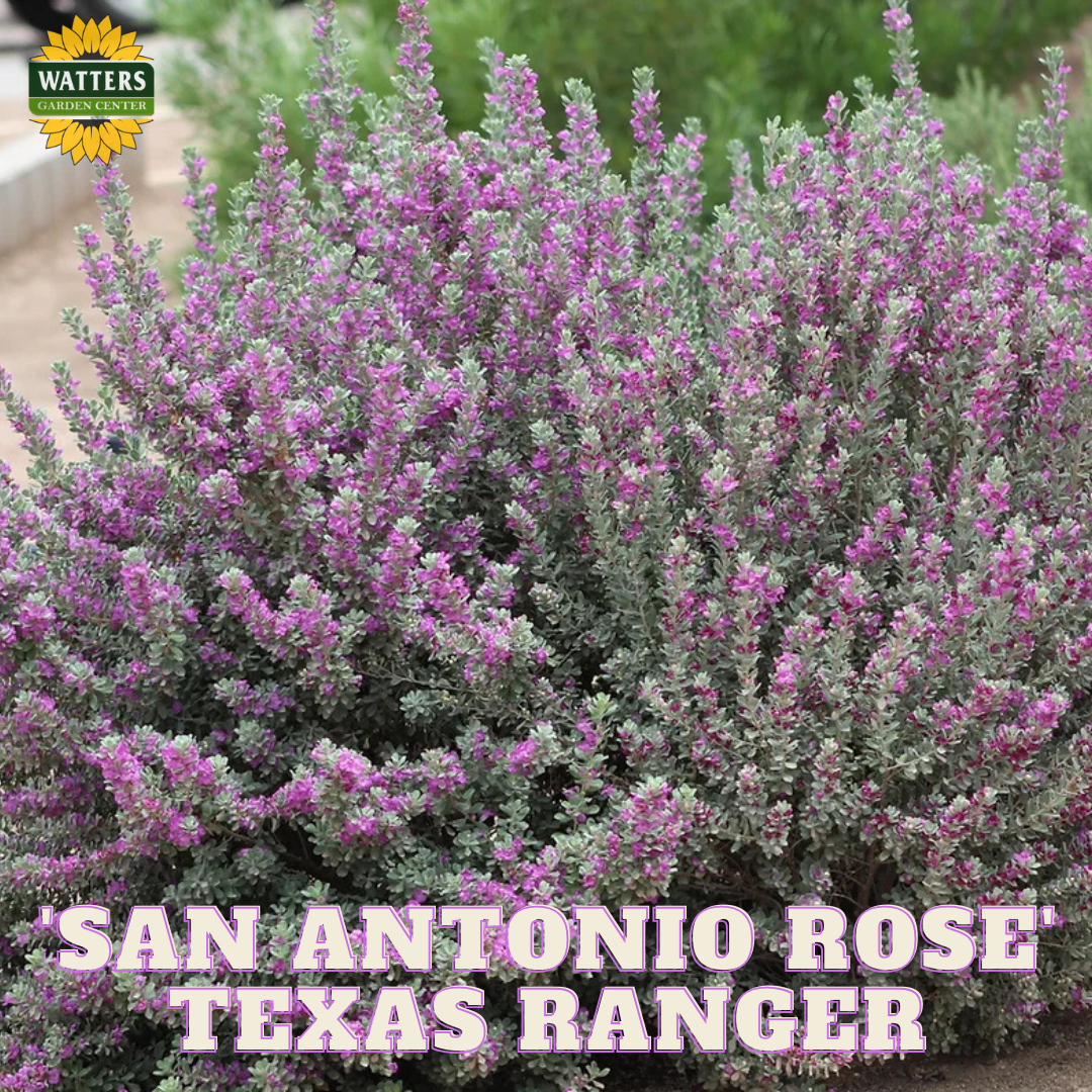 San Antonio Rose Sage 1 gal