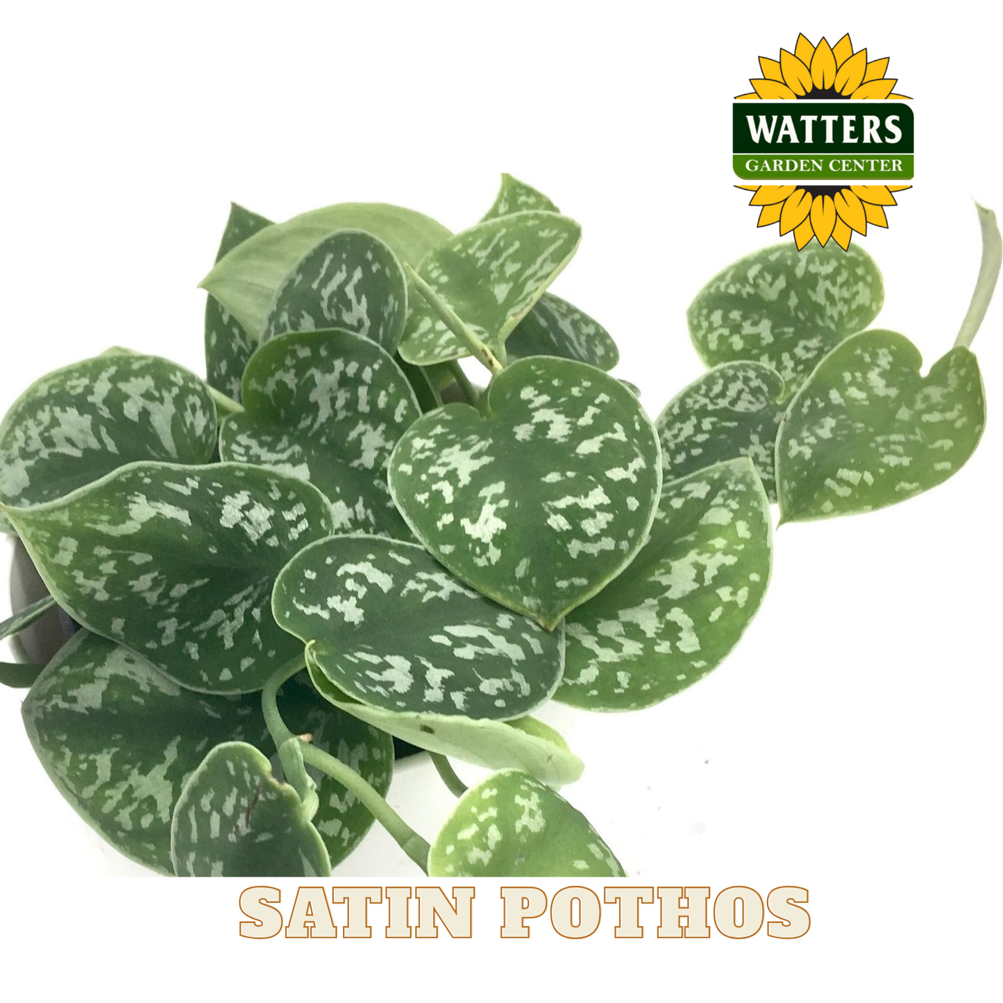 Satin pothos plant with Watters Garden Center logo on a white background