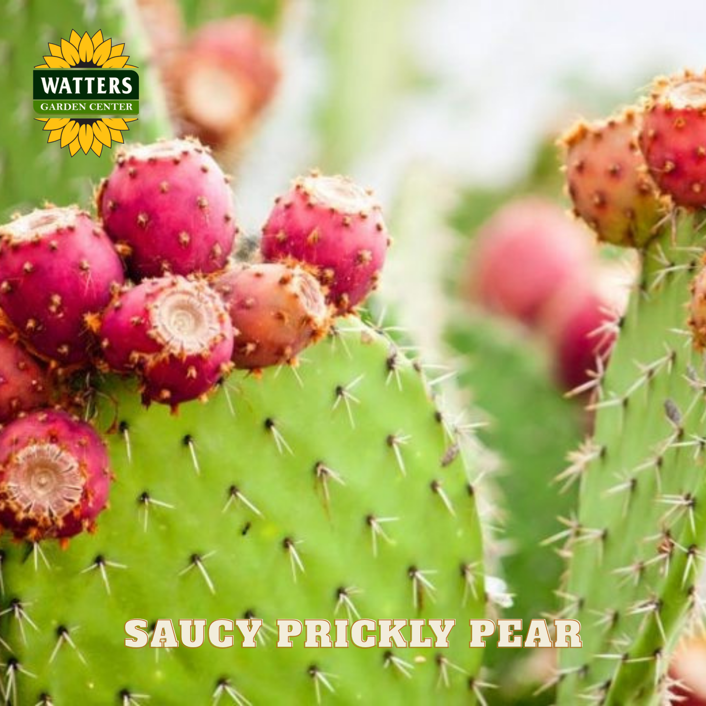Closeup of fruit and prickly pear of Saucy Prickly Pear.