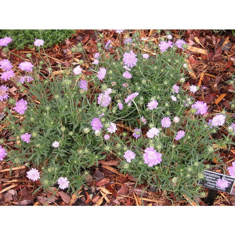 PINCUSHION FLOWER 1 gal