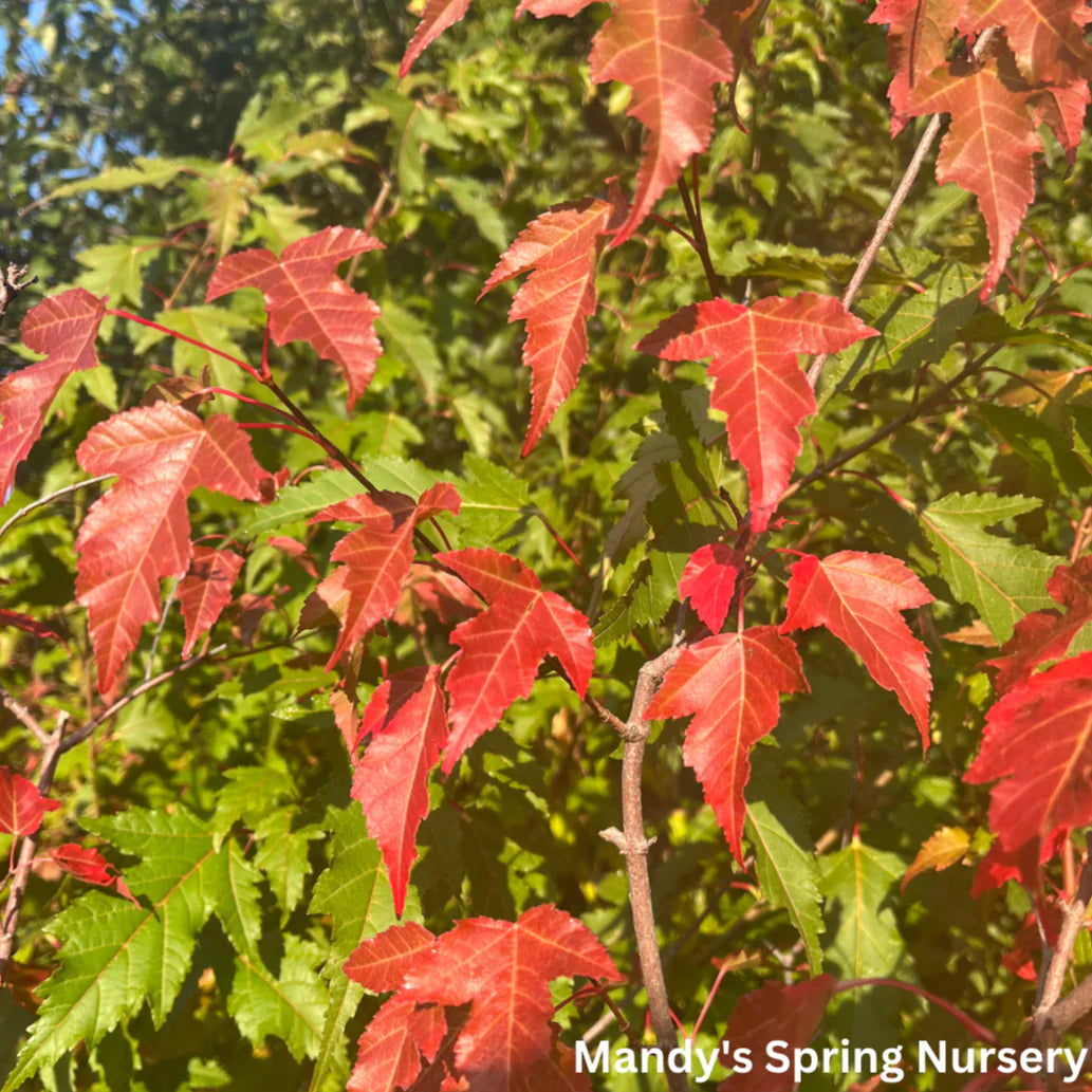 AMUR FLAME MAPLE 5gal