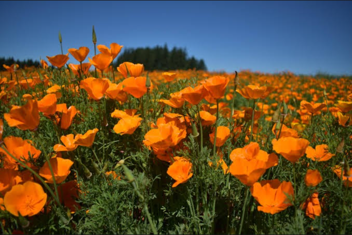 CALIFORNIA POPPY 1gal
