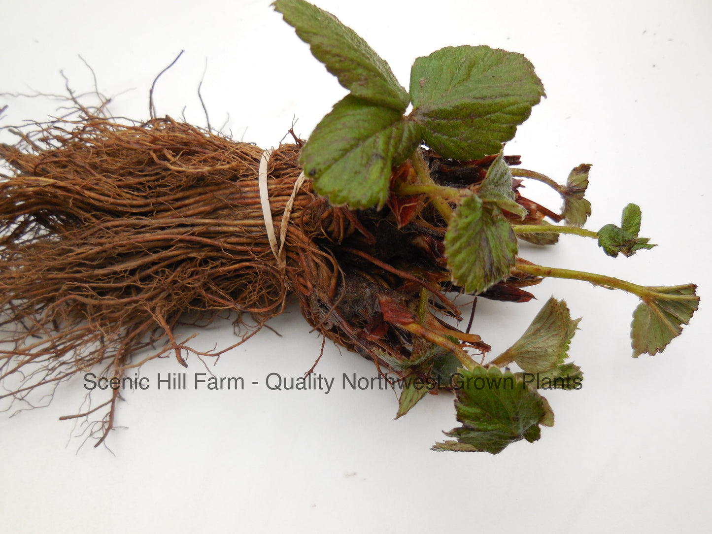 *** Bare Root Eversweet Ever Bearing Strawberry Plants - Large, Sweet, And Juicy Berries