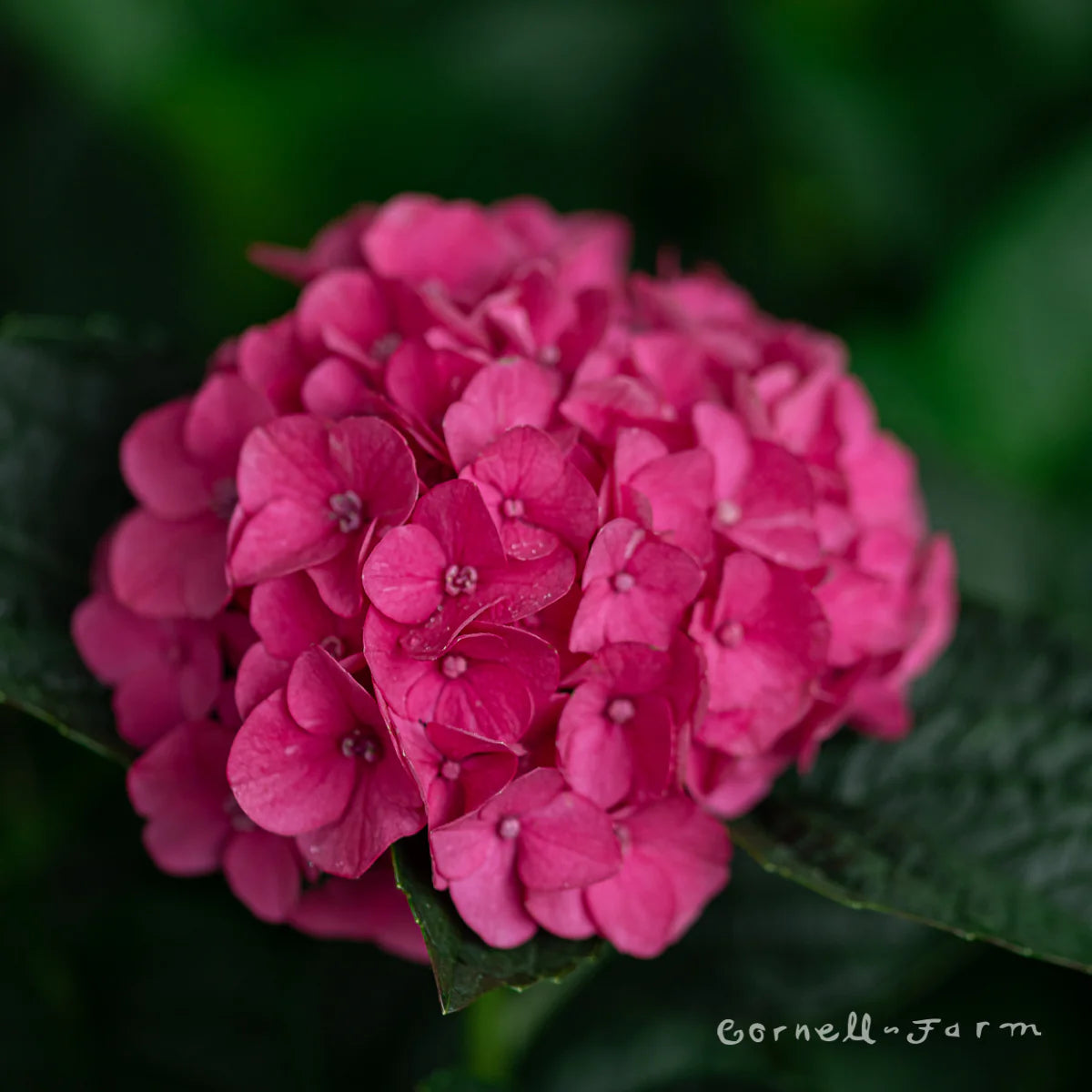 Serenade Marthas Vineyard Hydrangea
