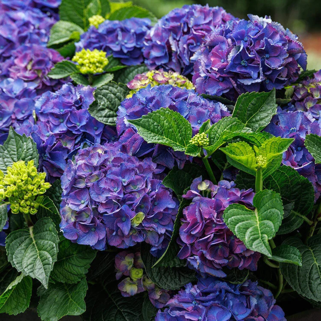 SEASIDE SERENADE NEWPORT HYDRANGEA 5gal