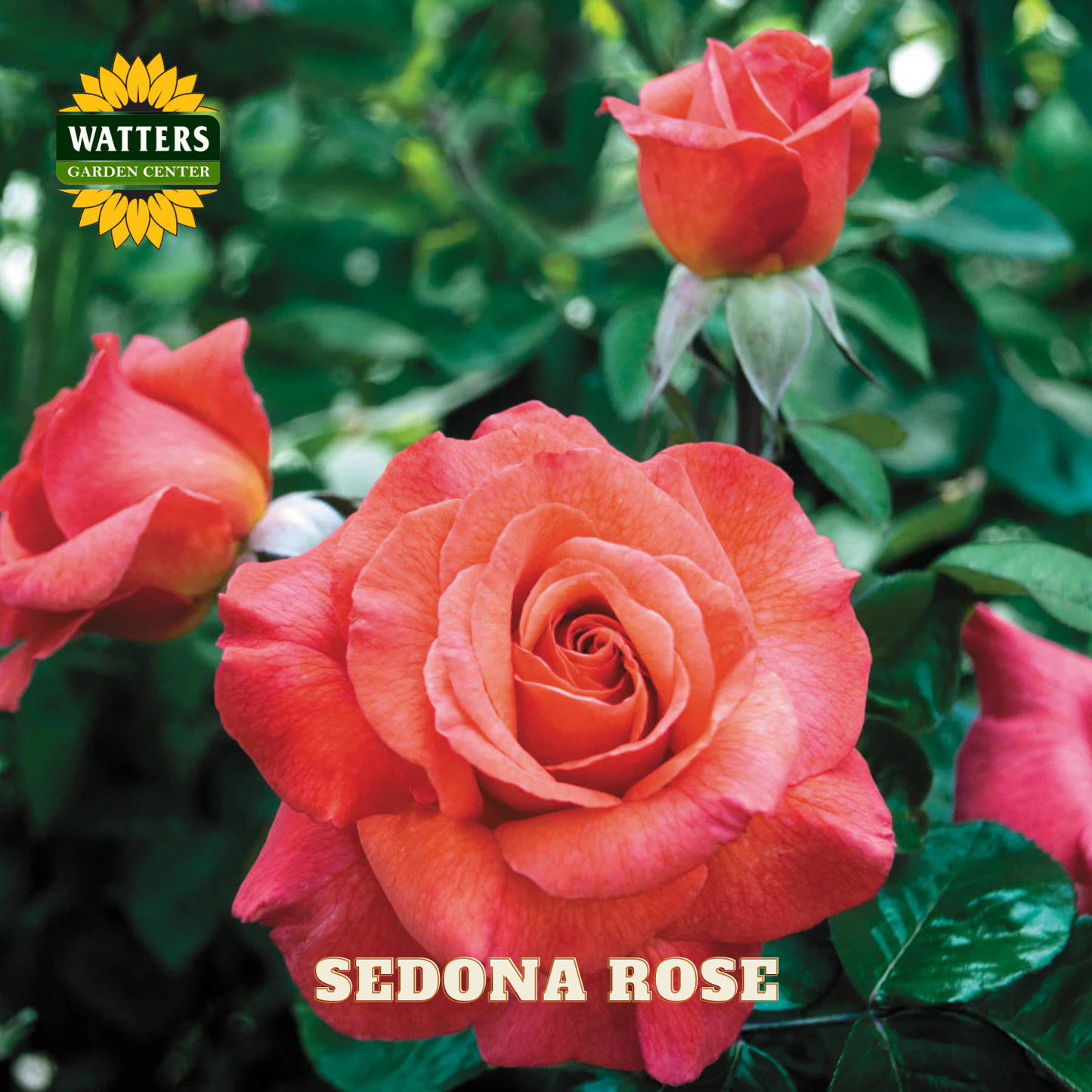 SEDONA ROSE 3gal