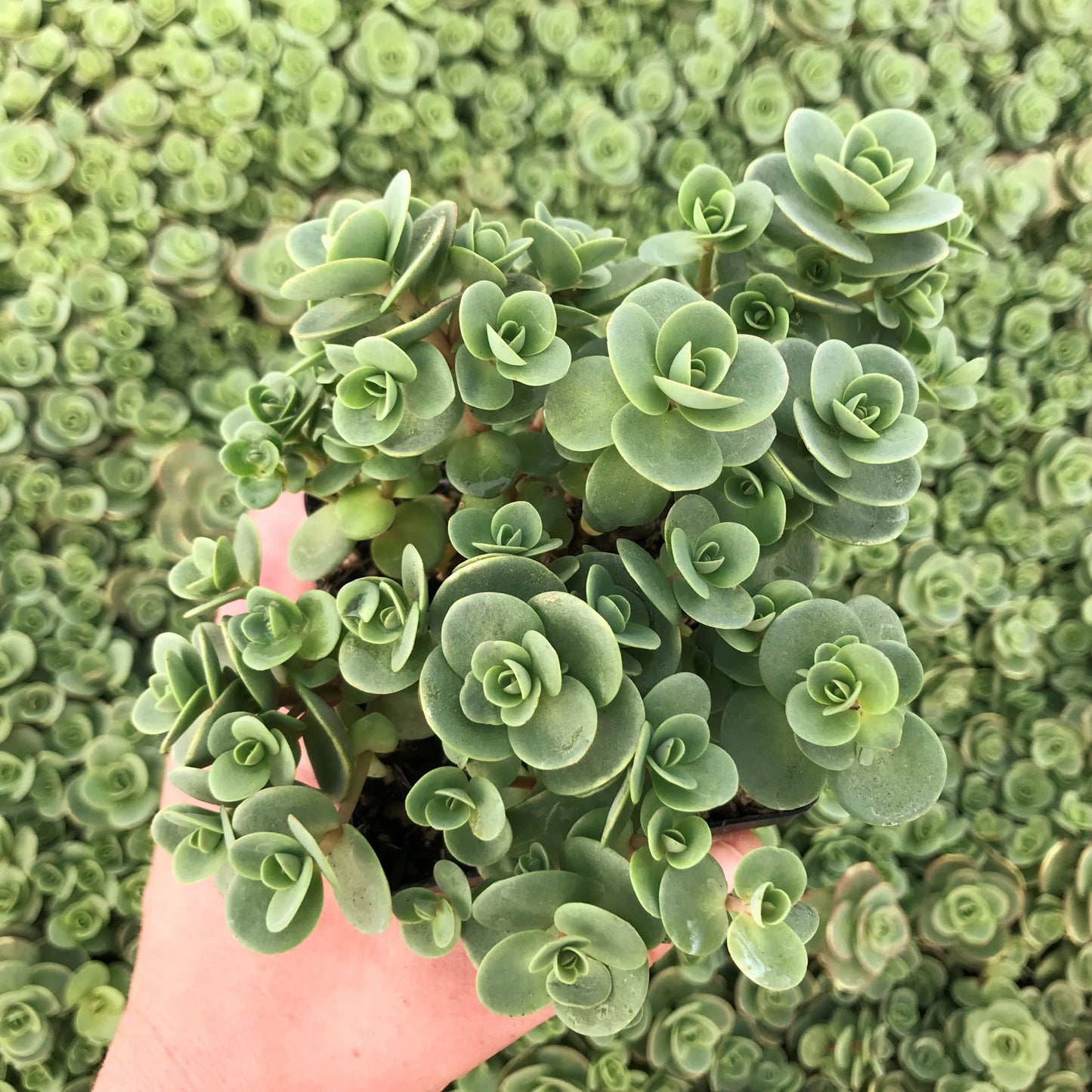 SUNSPARKLER LIME ZINGER SEDUM 1gal