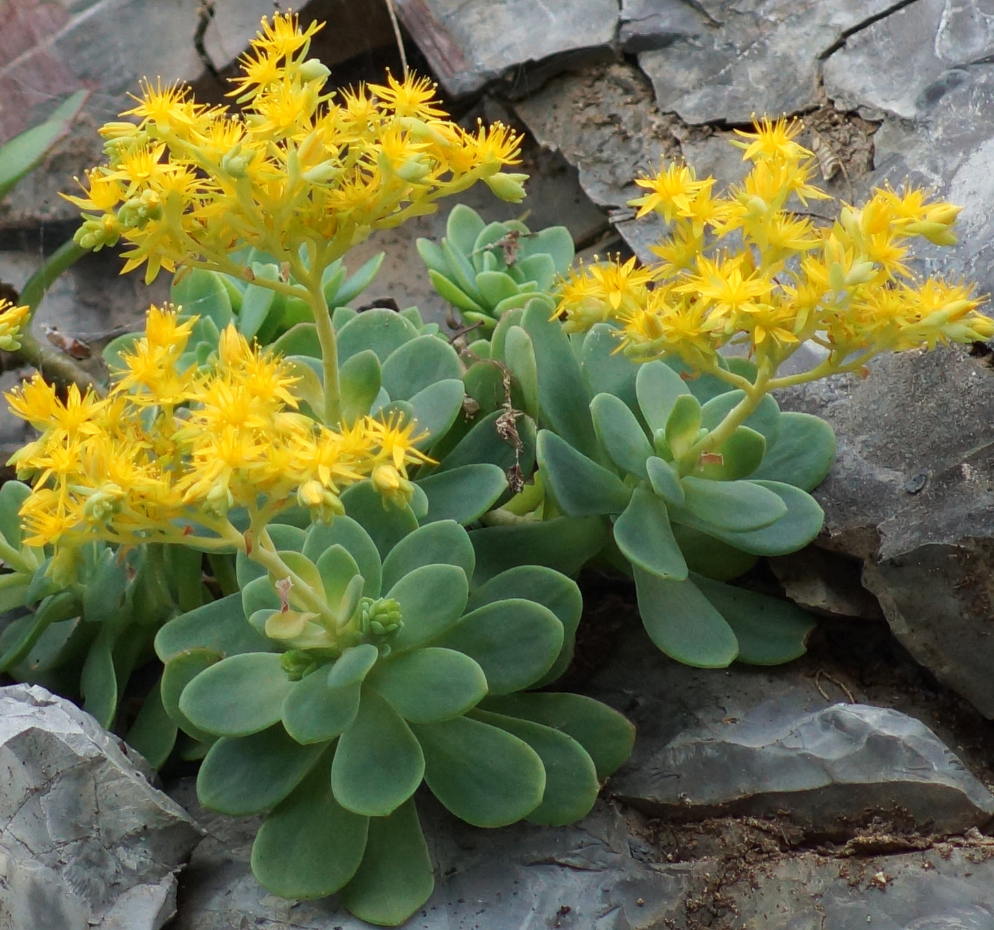 PALMER'S STONECROP 1gal