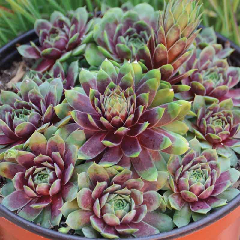 RUBY HEARTS HENS & CHICKS 1gal