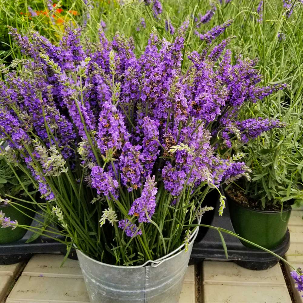 SENSATIONAL LAVENDER 1gal