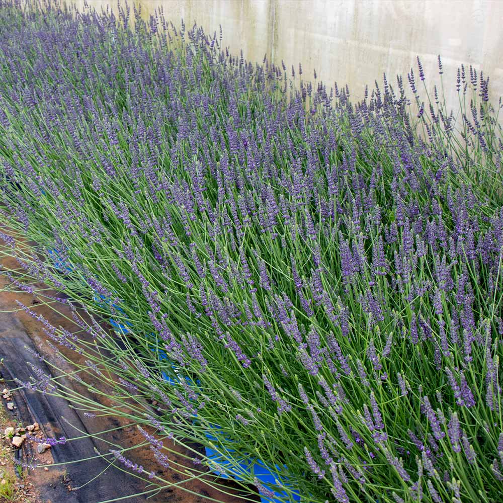 SENSATIONAL LAVENDER 1gal