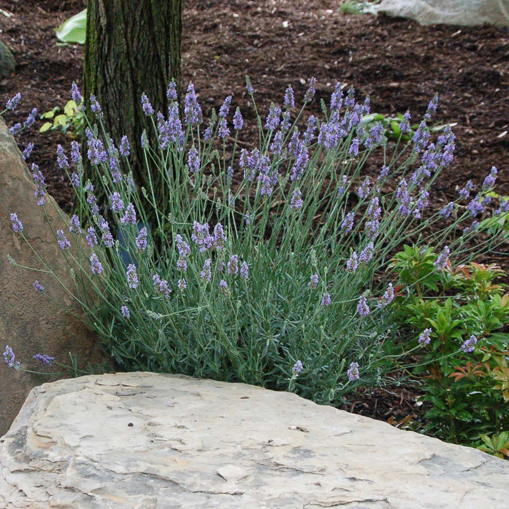 SENSATIONAL LAVENDER 1gal