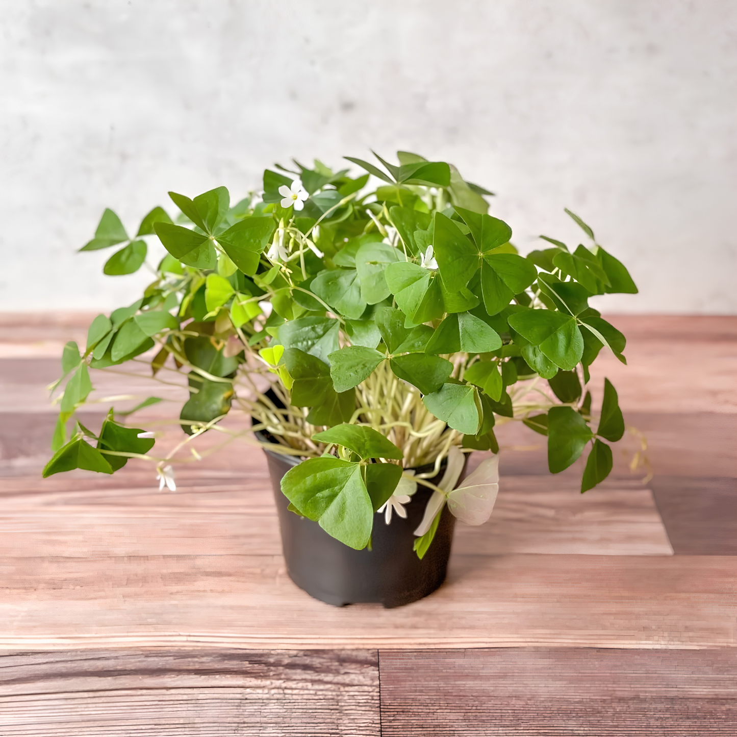 Green shamrock plant with white flowers in a black pot resting on a wooden surface.