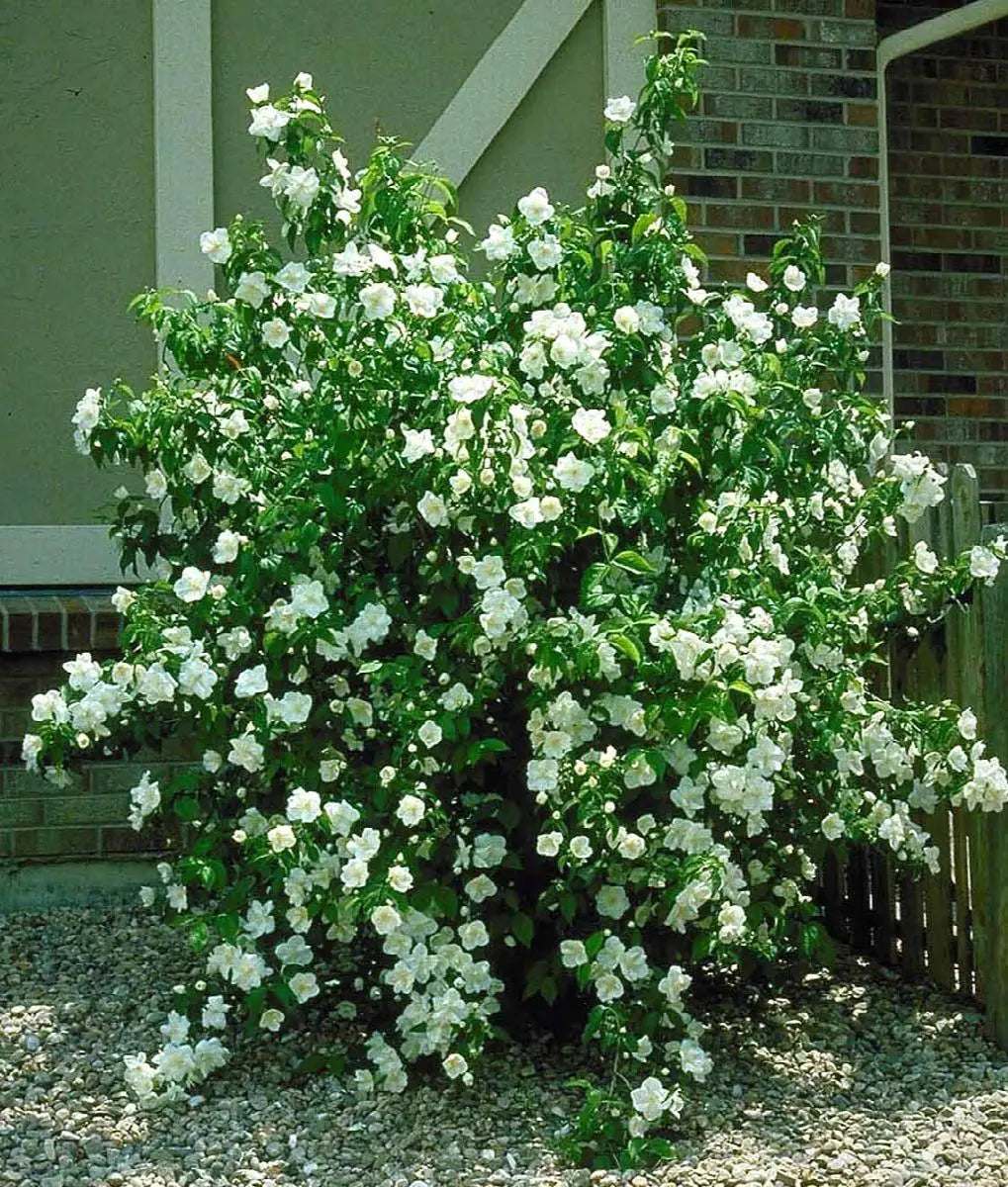 SWAN LAKE MOCK ORANGE 2gal