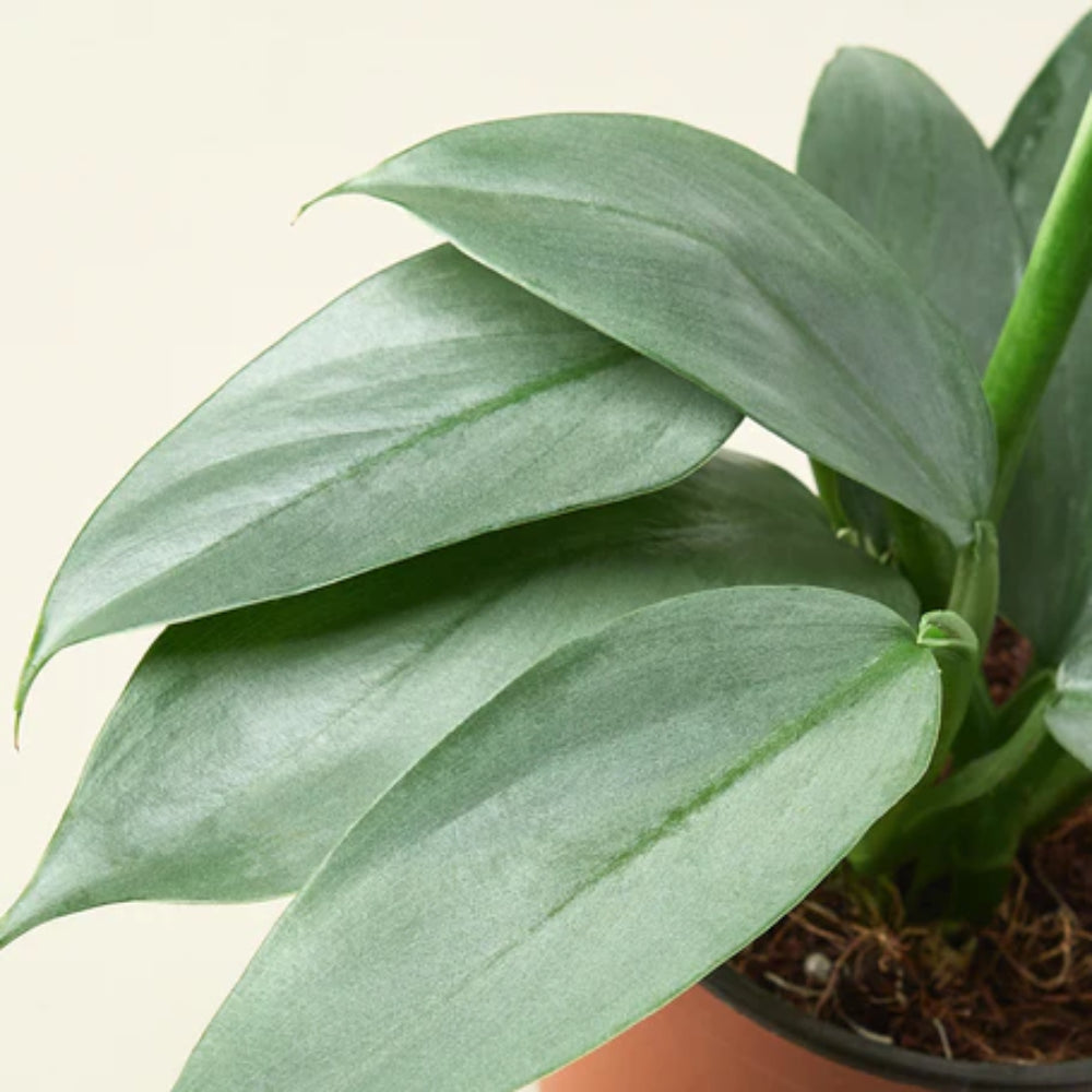 SILVER SWORD PHILODENDRON 6in