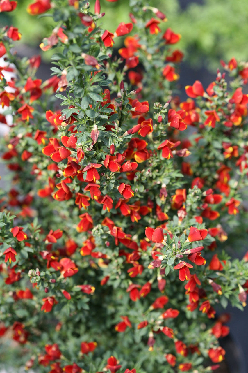 SISTER REDHEAD SCOTCH BROOM 3gal