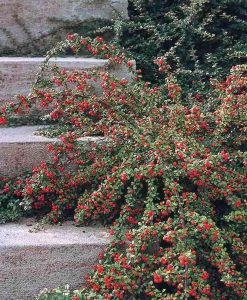 CORAL BEAUTY COTONEASTER 2gal