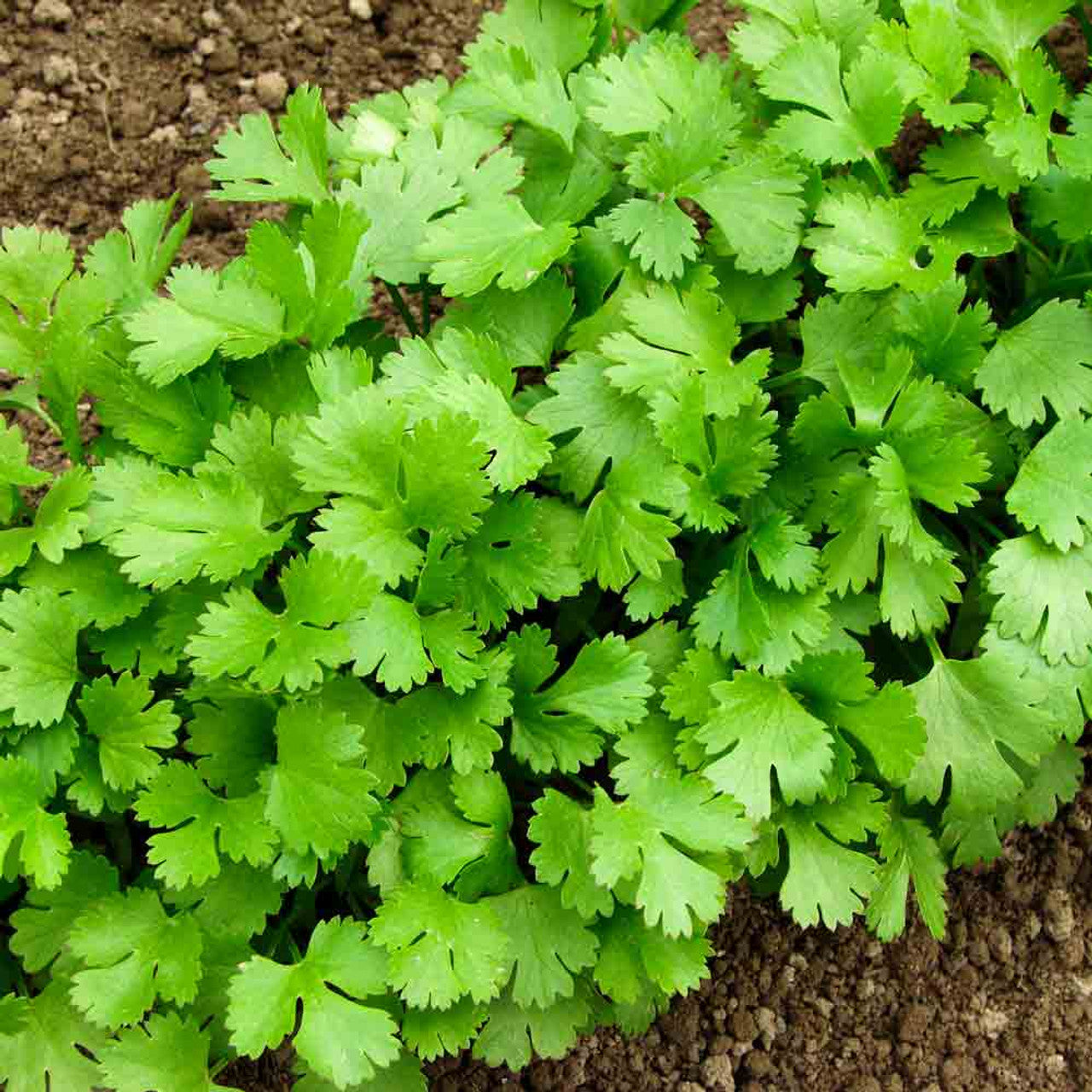 CILANTRO or CORIANDER