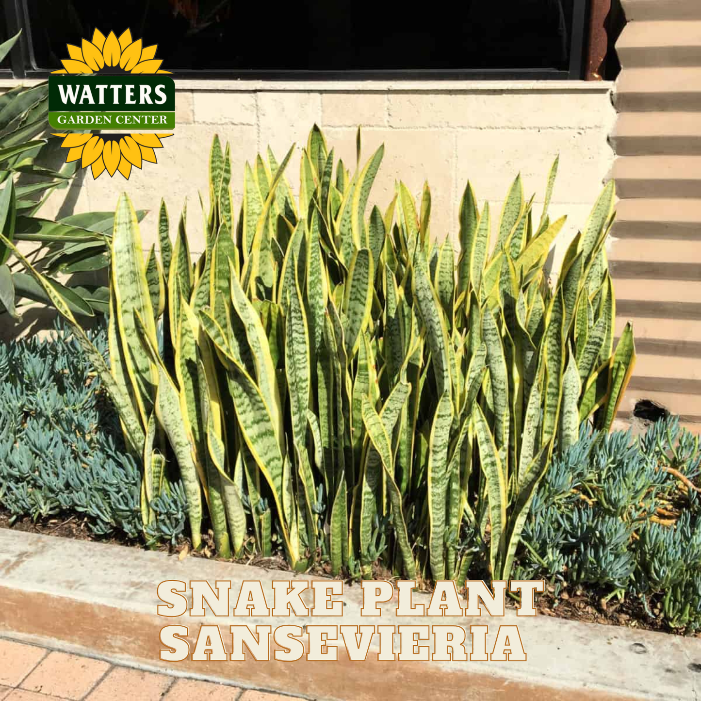 Snake plant Sansevieria in a garden setting with Watters Garden Center branding.