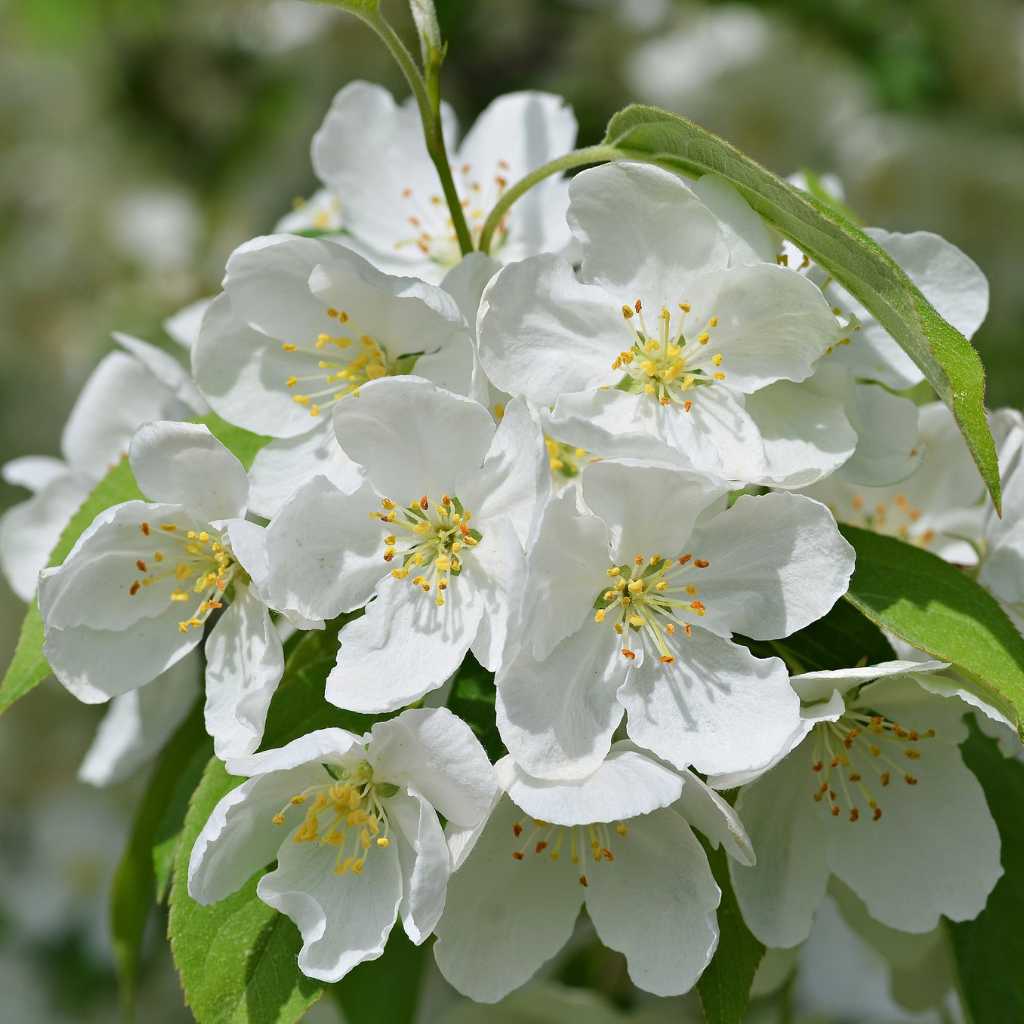 SNOW DRIFT CRABAPPLE TREE 15gal