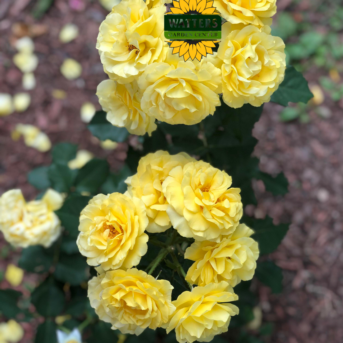 SOL DESIRE ROSE