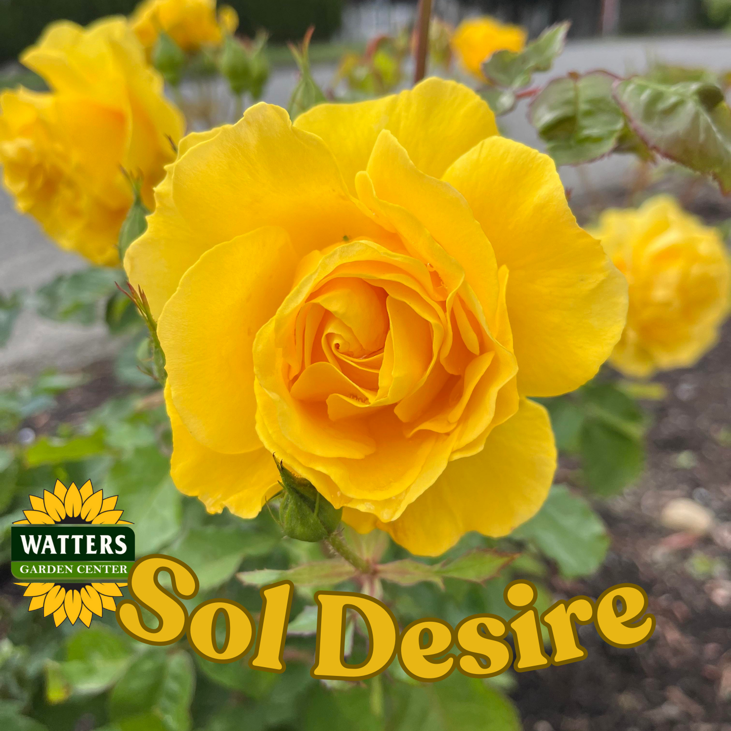 SOL DESIRE ROSE
