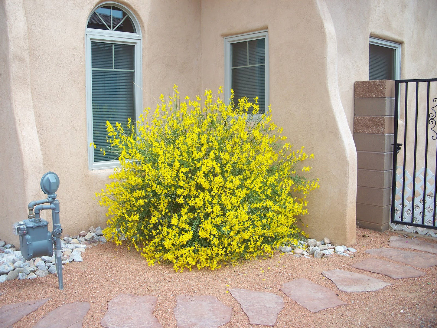 SPANISH BROOM 5gal