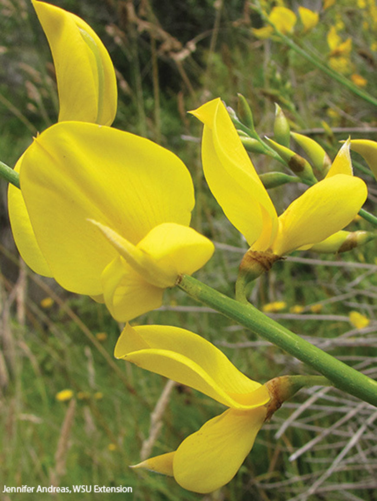 SPANISH BROOM 5gal