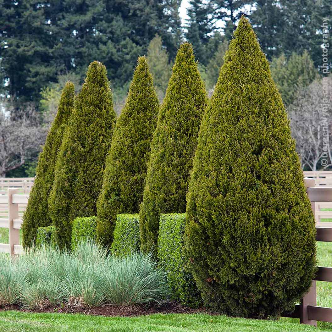 SPARTAN JUNIPER TREE 5gal