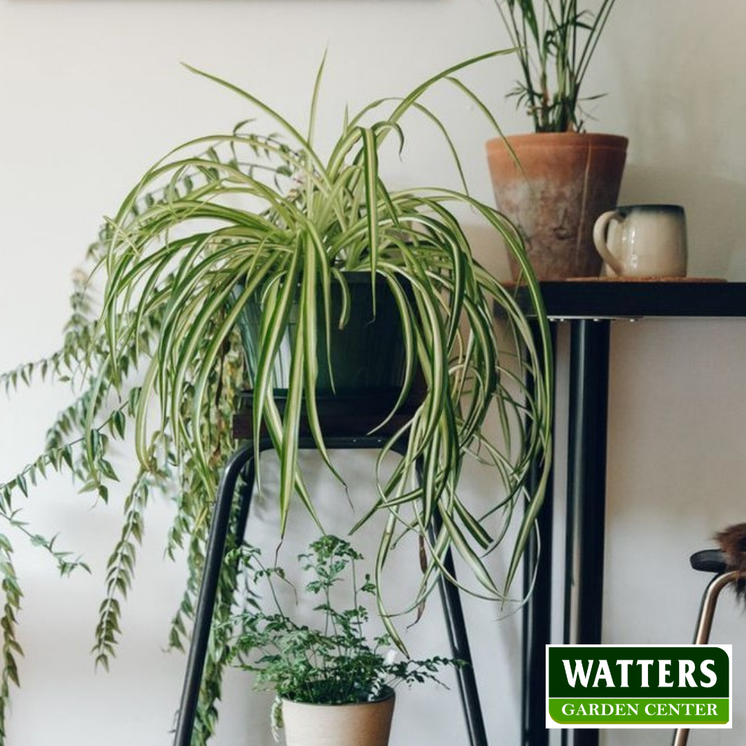 ASSORTED SPIDER PLANT 6in