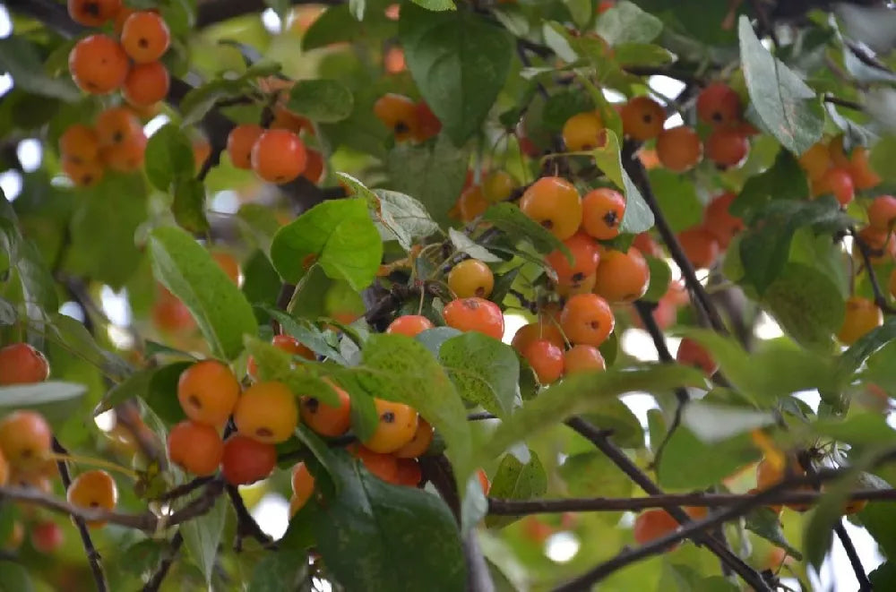 SNOW DRIFT CRABAPPLE TREE 15gal