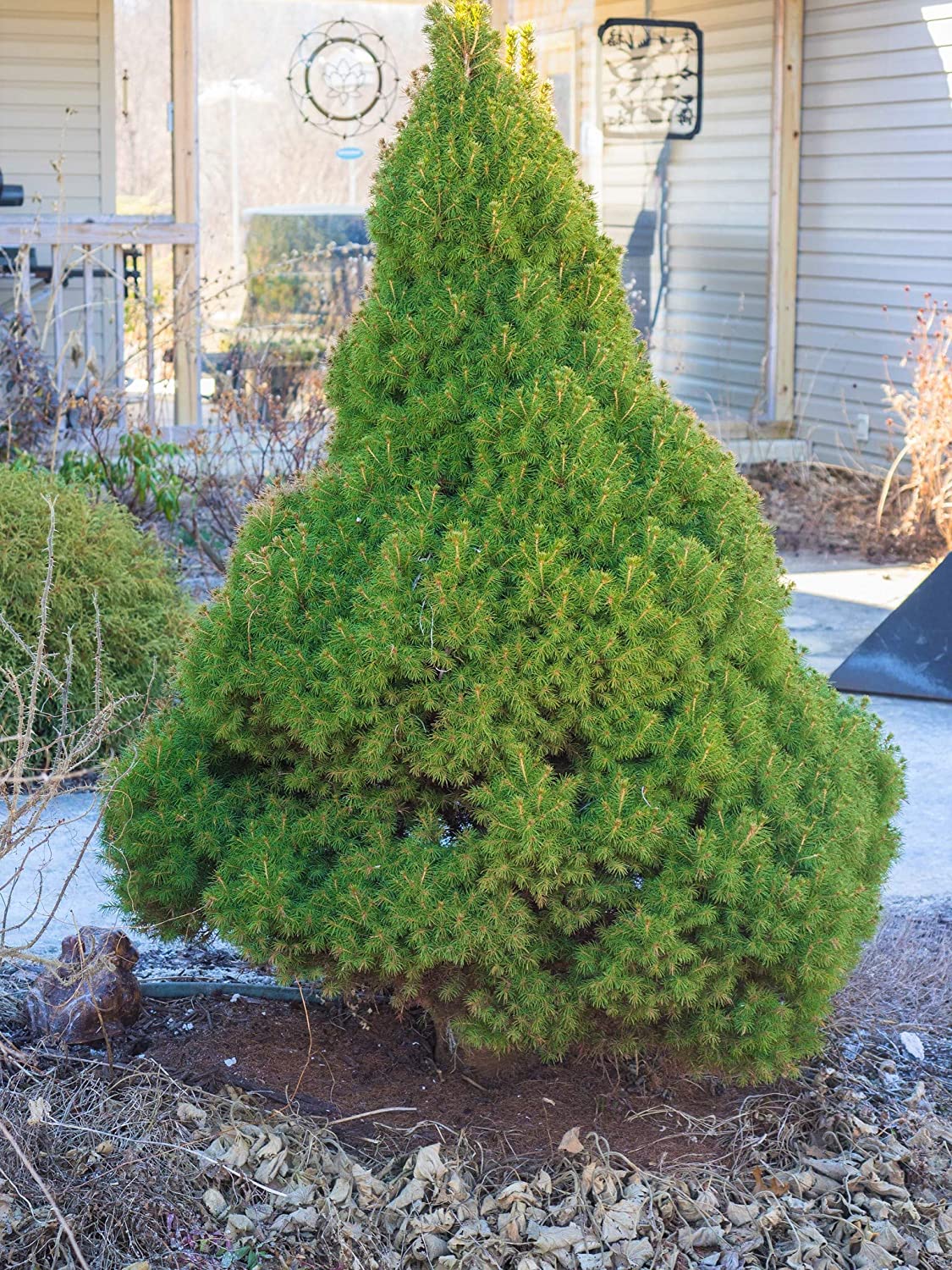 ALBERTA SPRUCE 2gal