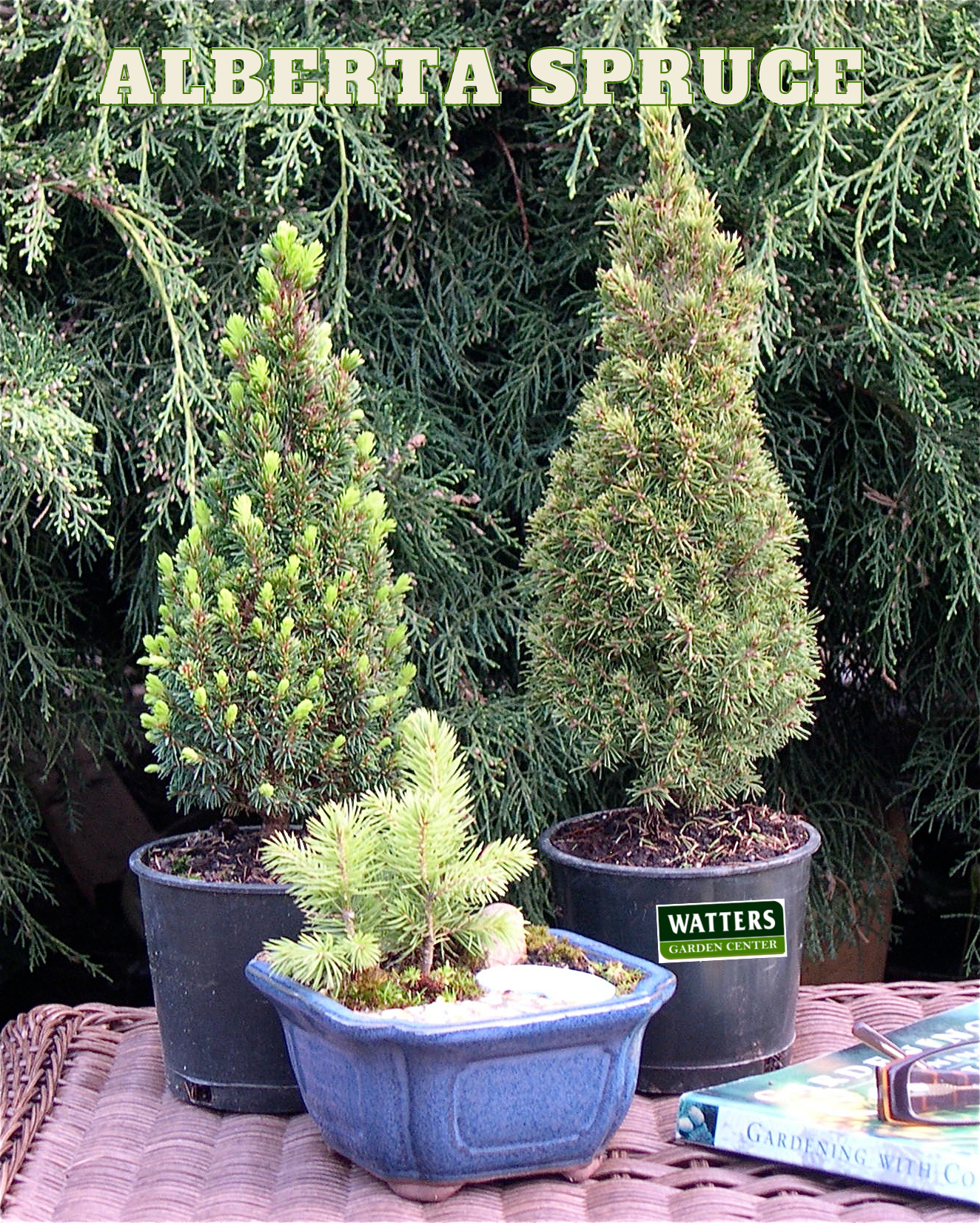 ALBERTA SPRUCE 2gal