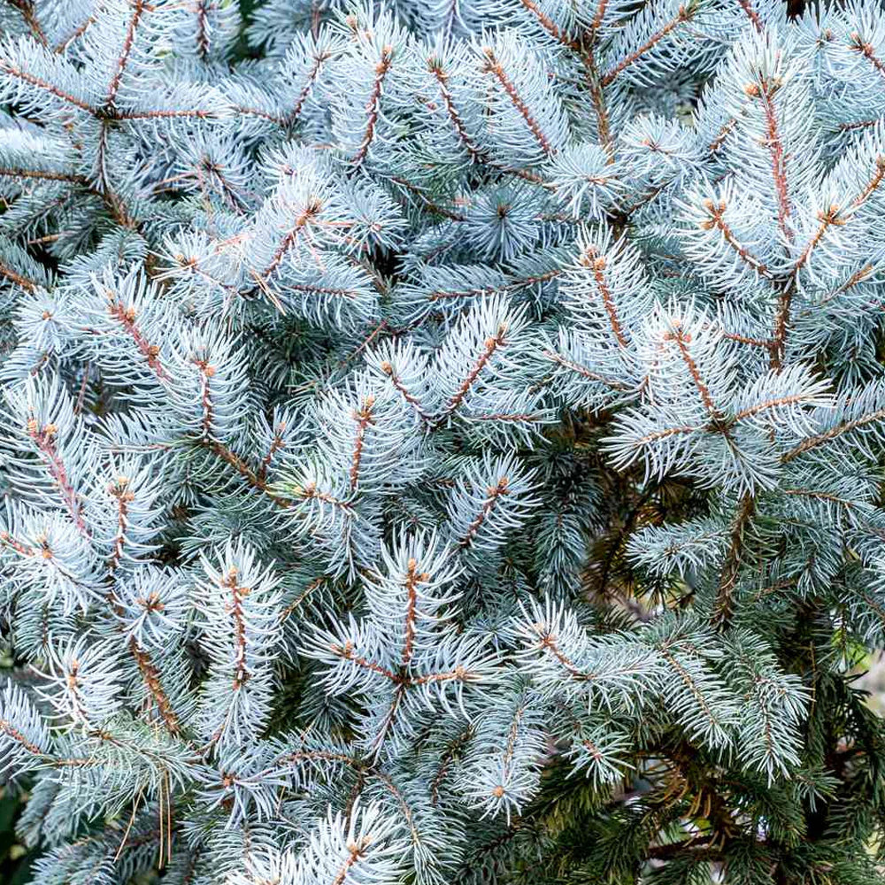 BACHERI SPRUCE TREE 5gal