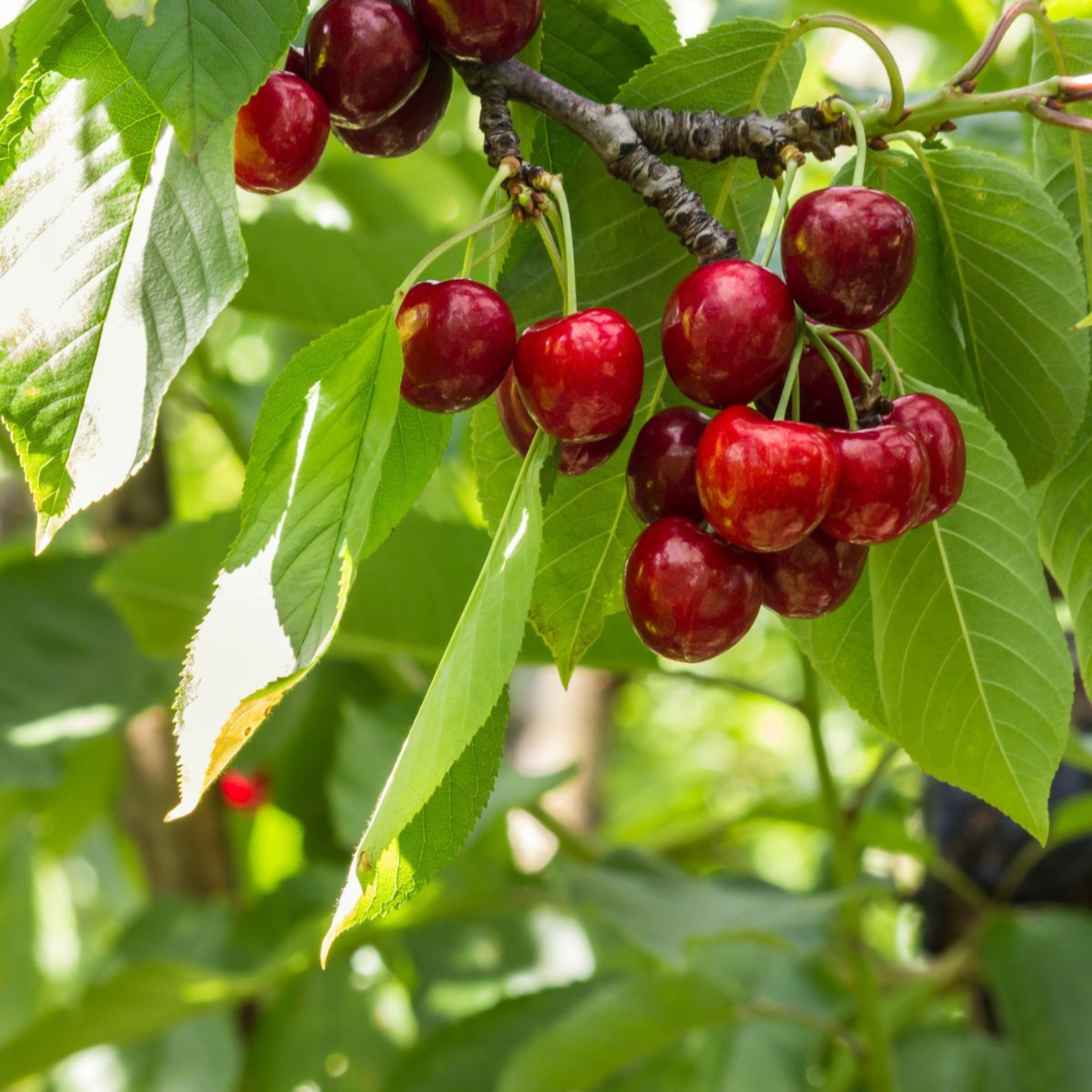 Close-up of red cherries on a tree branch with green leaves.
