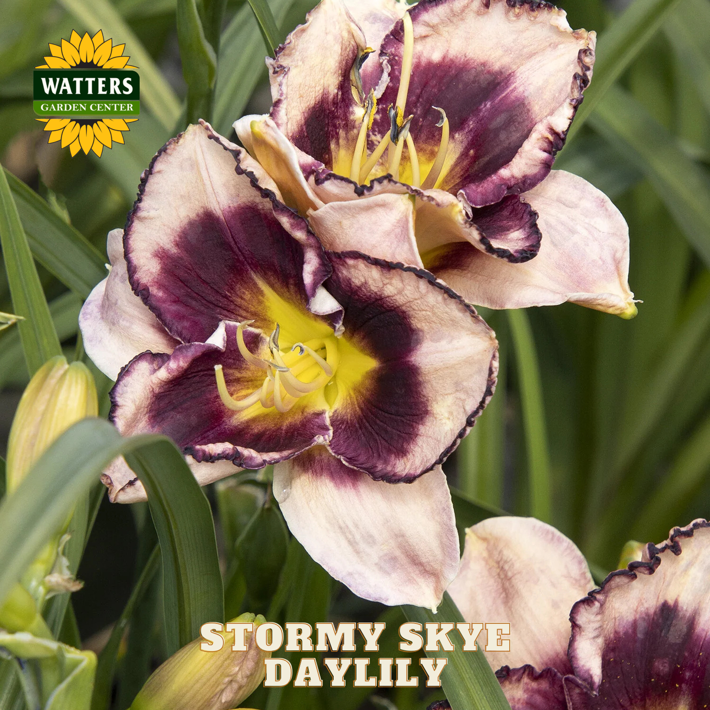 Daylilies with purple and yellow petals in a garden setting, featuring Watters Garden Center branding.