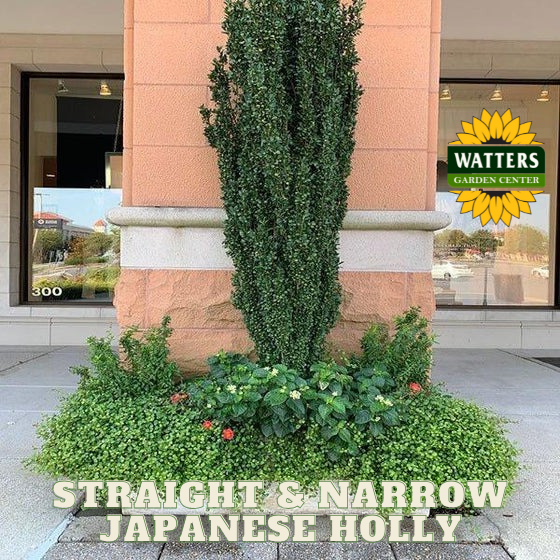 Straight & Narrow® Japanese Holly (ILEX CRENATA STRAIGHT AND