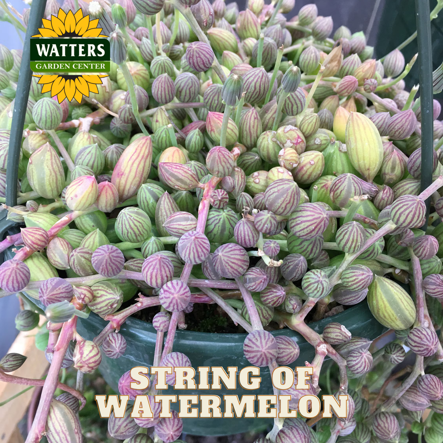Potted string of watermelon succulent with Watters Garden Center branding.