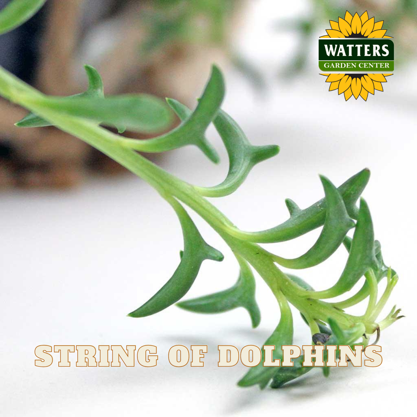 String of dolphins plant with Watters Garden Center logo