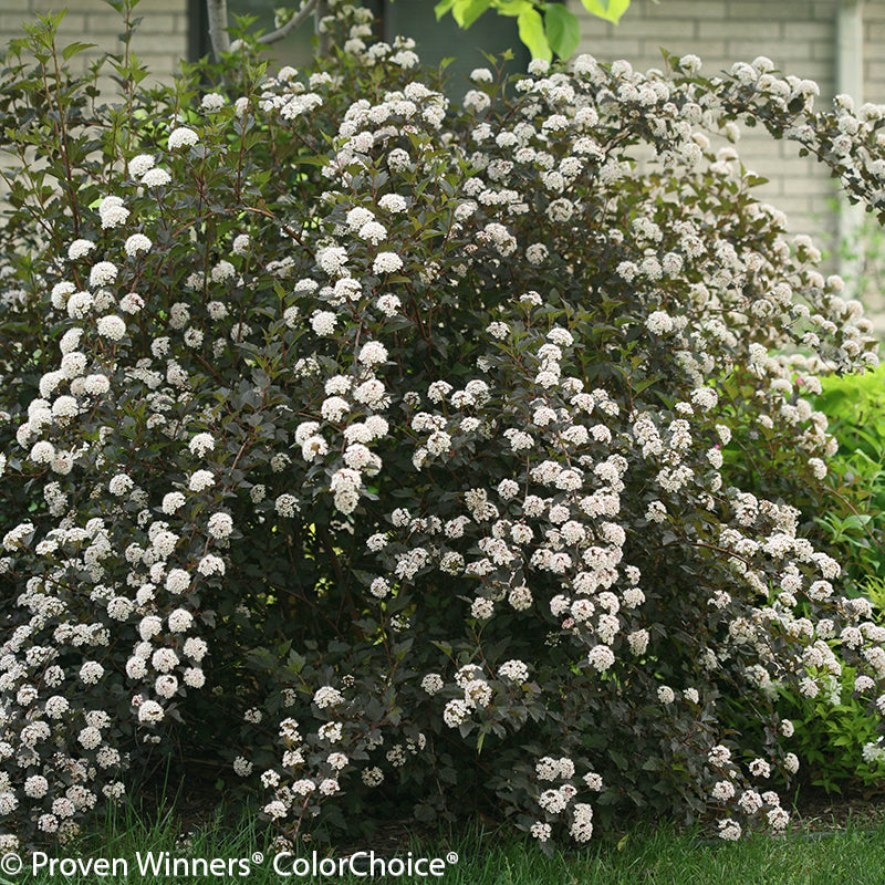 SUMMER WINE NINEBARK 2gal