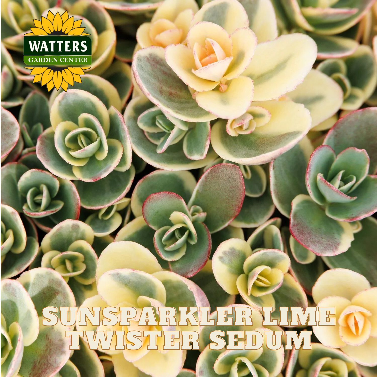lime green succulent SUNSPARKLER LIME TWISTER SEDUM 1gal