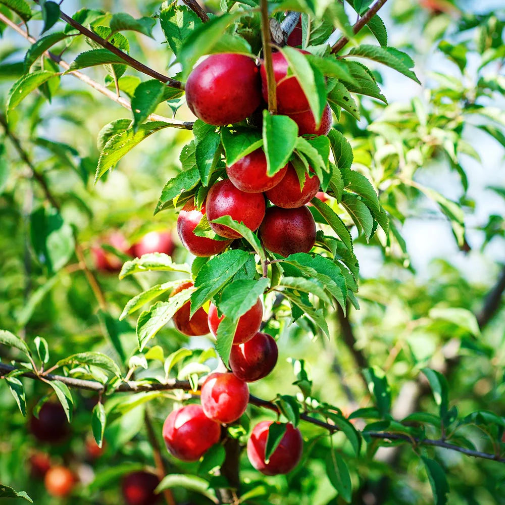 RED GOLD NECTARINE TREE 5gal