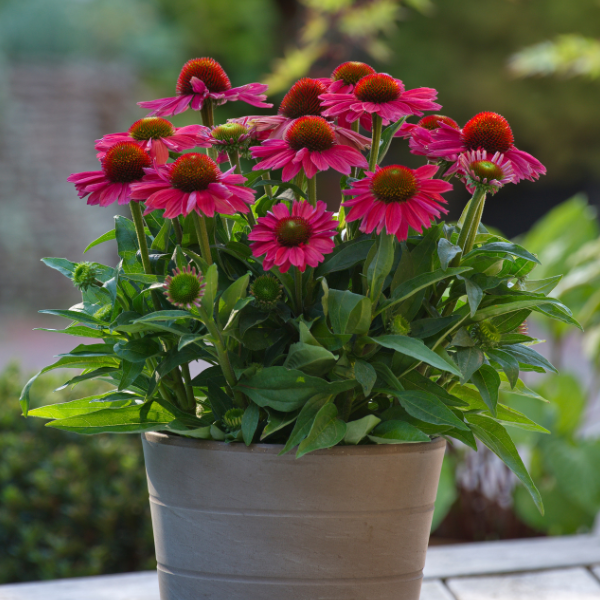 SUNMAGIC VINTAGE WATERMELON ECHINACEA 1gal